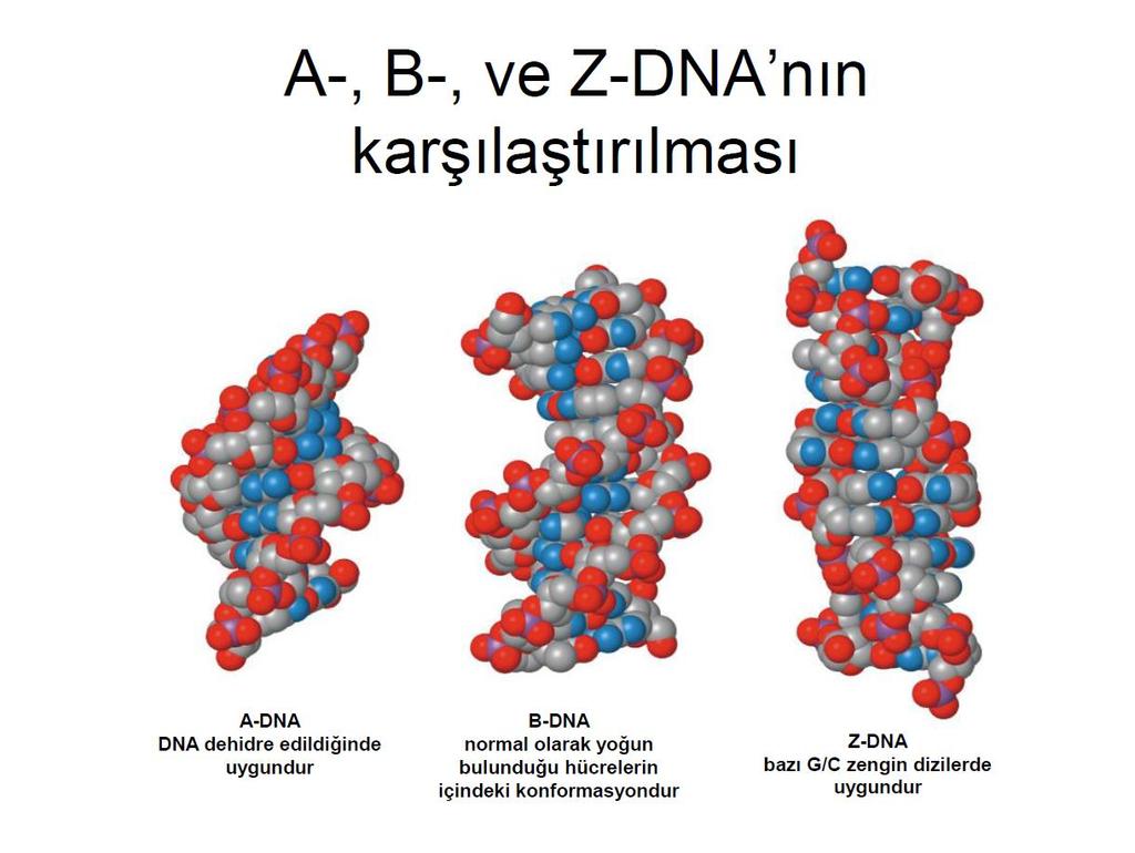 DNA nın farklı formları: A-DNA A şekli suyun kısmen az olduğu ortamlarda aldığı şekildir.
