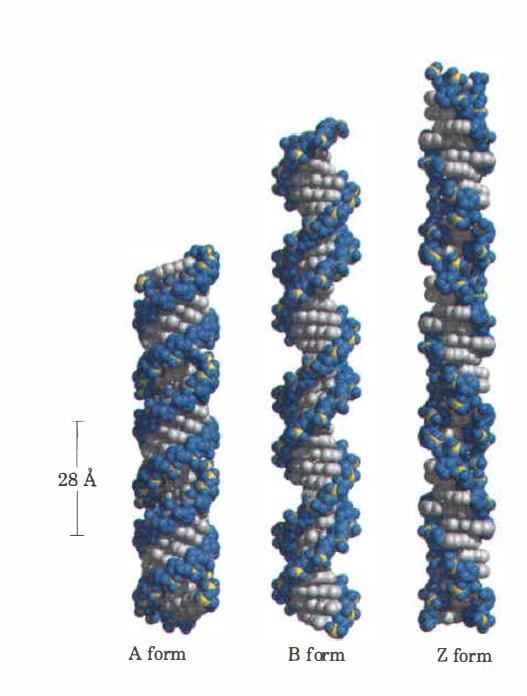 DNA nın farklı formları: H-DNA Üçlü heliks yapı gösteren formdur.