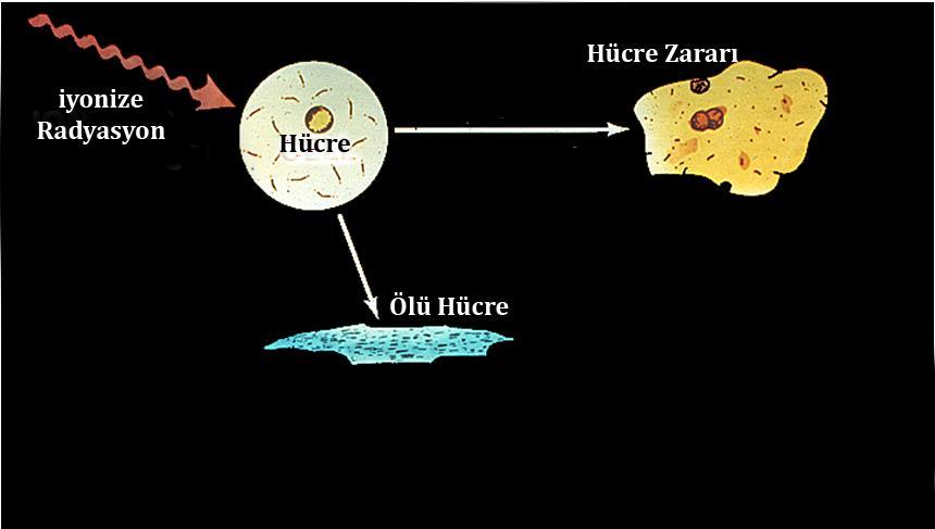 Hücre Tamiri Normal Onarım Hatalı Onarım Dönüşüm Eski hale dönüş Ya hiç