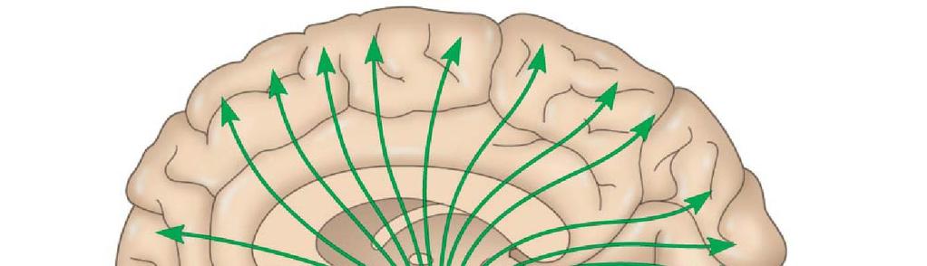 Beyin Sapı RETİKÜLER FORMASYON Vücudun bir çok bölgesinden ve beyin merkezlerinden