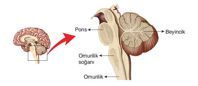 soğanı,