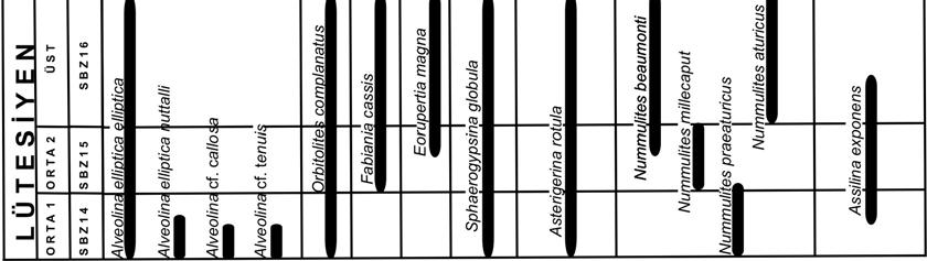 4. BULGULAR VE TARTIŞMA Arzu ERASLAN 4.4. Biyostratigrafi İnceleme alanı içerisinde derlenen örneklerde yapılan paleontolojik çalışmalarda bentik foraminiferlerden 8 cins ve 14 tür tanımlanmıştır (Şekil 4.