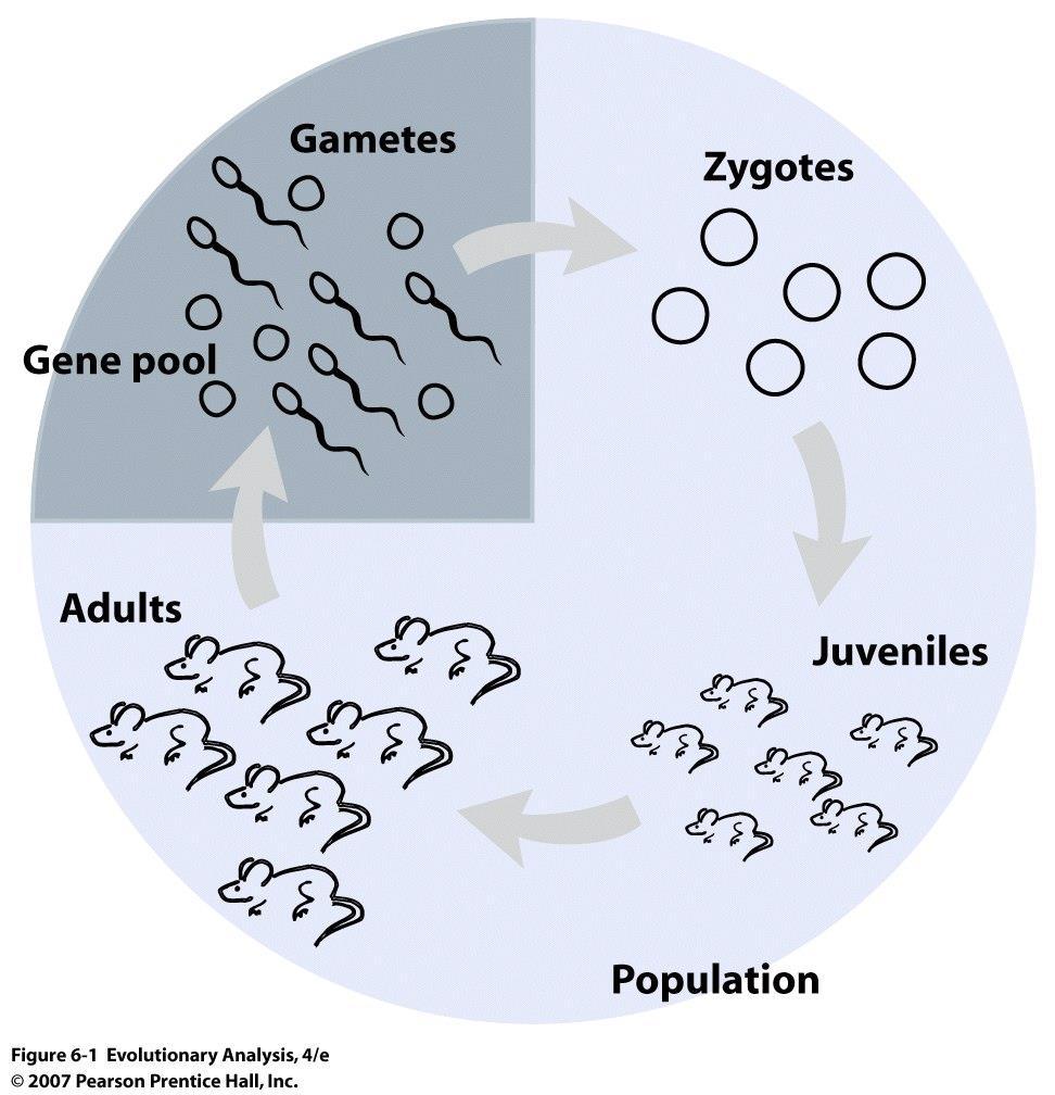 Bir simülasyon Rastgele birleşme Popülasyondaki tüm erginlerce üretilen tüm yumurta ve spermler Gen havuzu Gametler