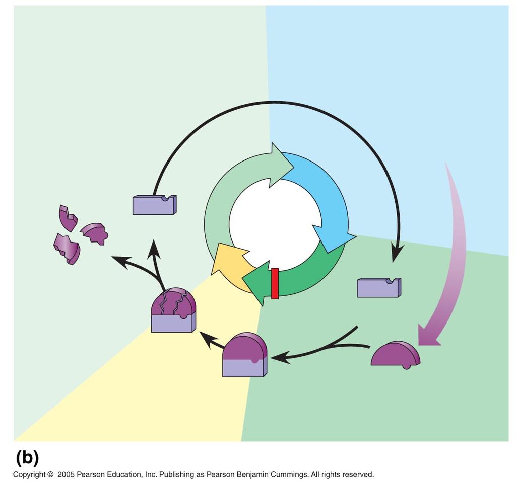 Yıkılmaya başlar G 1 Cdk Kontrol noktası PF iklin Cyclin accumulation olecular mechanisms that