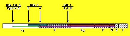 Laminlerin fosforillenmesi Golgi ve ER un parçalanması G130 un fosforillenmesi İğ ipliği oluşmu
