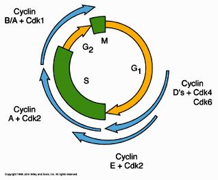 Golgi ve ER un küçük veziküllere ayrışması /Clb1, Clb2, Clb3, Clb4 emeli Hücre iklusunun Kontrolü