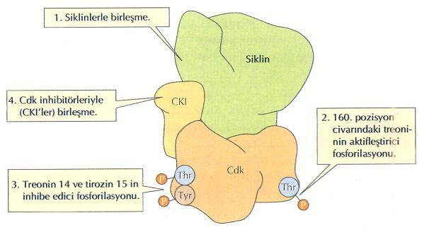 başlamasının hücre hazırlanıncaya kadar evresi Cyclin/Cdk komplekslerini tutar.