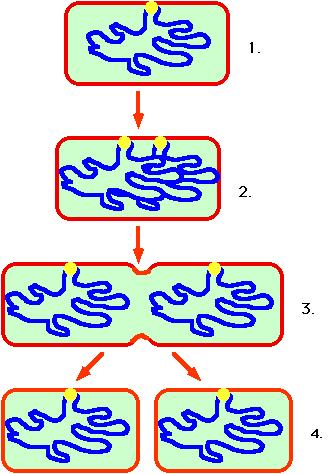 Prokaryotlarda bölünme DNA sitoplazmaya değer Halkasal kromozom Birbiri ile aynı i Yavru