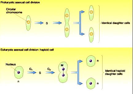Nükleus Birbiri ile ayn Iki haploit Yavru hücre Ökaryotlarda bölünme DNA replikasyonu hücre