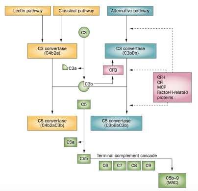 Kompleman Sisteminin Etkinleşmesi Klasik kompleman yolu Alternatif kompleman yolu Mannoz bağlayıcı lektin yolu Alternatif yol normal koşullarda da sürekli aktiftir (düşük düzeyde).