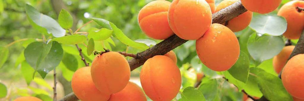 Dried Apricot / Kükürtlü