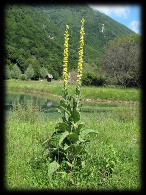 Verbascum sp.