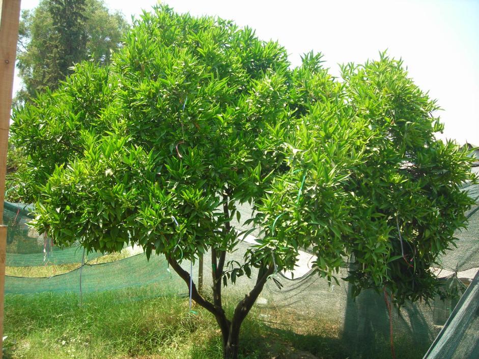 23 Şekil 3.1. Melezlemede kullanılan Clementine ağacı ADÜ ZF, Aydın 3.1.2. Kan (Pigmentli) Portakalları Kan portakalları İtalya, İspanya, Fas, Cezayir ve Tunus gibi bazı Akdeniz ülkelerinde ticari öneme sahiptir.