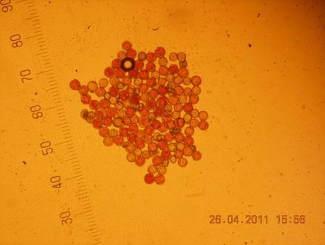 38 a b c d Şekil 4.1. Kan portakallarına ait canlı-cansız çiçek tozları.