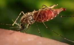 Sıtma İnsanlık tarihi kadar eski bilinen bir hastalık.