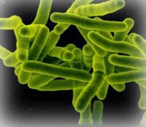 Mycobacterium Mycobacteriaceae ailesi üyeleri uzun, ince, çomak şekilli, hareketsiz bakterilerdir.