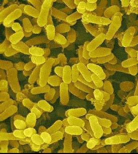 Mycobacterium leprae Mycobacterium leprae yapay besiyerlerinde üretilemez.