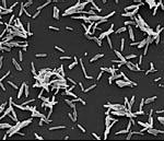 Mycobacterium lepra