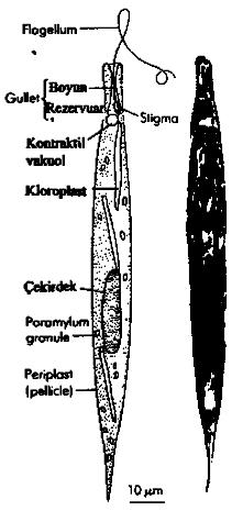 EUGLENOPHYCOPHYTA (KAMÇILI ALGLER) Tek hücreli bu algler kamçı ile hareket ederler. Bu bölüme giren Euglena, toprak ve suda bulunur. Bitki ve hayvana benzer.