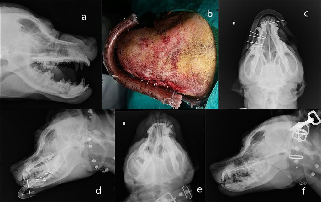 Şekil 1: Olgu no 1 in a. preoperatif laterolateral radyografisi, b. akrilik eksternal fiksatörün postoperatif görüntüsü, c. postopereratif ventrodorsal 10. gün, d. postopereratif laterolateral 10.