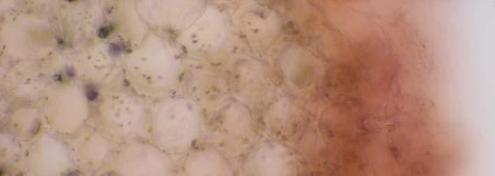 38 Embriyo kültüründe gelişen bitkilerden +4 0 C lik ortama alınan ve 30 gün süreyle bekletilen bitkilerin gövde anatomik kesitlerinde gövdenin dışında şekilleri deforme olmuş epiderma hücrelerinin