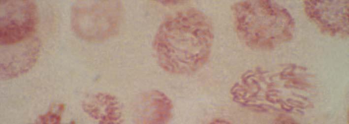 hücreler (X1000) Şekil 4.