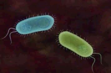 Bakteriler Arası Genetik Madde Aktarımı Konjugasyon Seks