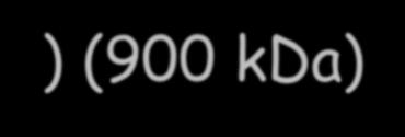 II (polb): DNA onarımı (90 kda). DNA pol. III (dnae,dnaq): DNA replikasyonu; Çok sayıda altbirinden oluşur (10-20/hücre) (900 kda).