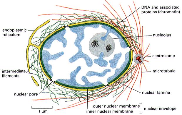 Ökaryotik bir hücrenin interfaz (G1) nukleusunun