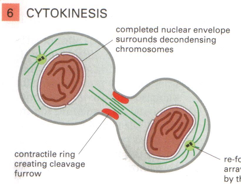 Sitokinez MBC, IV.