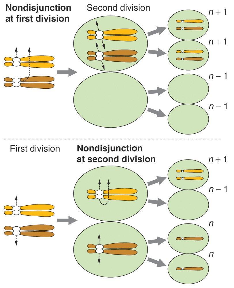 Non-disjunction (Homolog kromozomların ayrılmaması)
