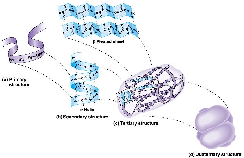 PROTEİNLERİN YAPISI Primer Yapı Sekonder Yapı