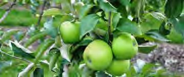 Kalandra 150 gr/l Indoxacarb Bitki Koruma Ürünleri İnsektisit Salkımın güvesi, elmanın kurdu Kalandra akıcı konsantre formülasyonunda bağ, pamuk, mısır, domates, elma ve fındıkta zararlılarla