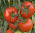 İçi ve dışı kırmızı mükemmel meyve kalitesi Pembe hasada uygun ihracatlık sert domates