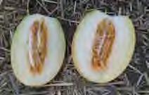 Reem (Kavun-Ananas) Özellikler Oval ve ananas tipte Güçlü bitki