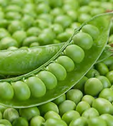 Utrillo (Bezelye) Özellikler Ana sezon yetiştiriciliğine uygun 70-80 cm bitki boyunda, koyu yeşil renkli güçlü bitki Bakla boyu 12-13 cm,