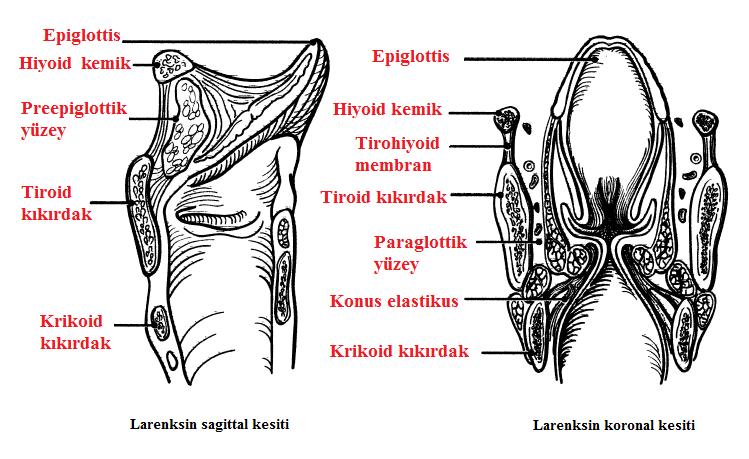 4 ġekil 2-1: Larenksin anatomik görünümü (14) ten değiştirilerek alınmıştır. Larenks lenfatik dağılım yapısı ve fonksiyon açısından değerlendirildiğinde başlıca üç bölümde incelenmektedir (15).