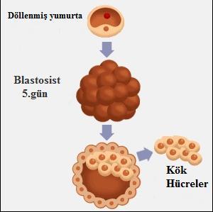 23 ġekil 2-6: Blastosist içinde bulunan kök hücreler (96) dan değiştirilerek alınmıştır.