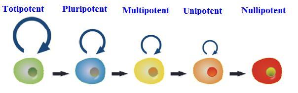 25 ġekil 2-8: Multipotent özellikteki kök hücrelerin oluģturduğu embriyonik tabakalar ve bunlardan köken alan yapılar (102) den değiştirilerek alınmıştır.