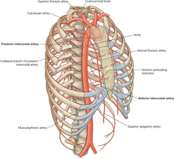 Şekil 1.1 Toraks bölgesi arterleri 1.1.2.2.Venler Toraks bölgesinde venöz drenaj da arter modeline benzer. Temel yapı vena intercostalis dir. Bunlar v.brachiocephalia dexteria ve sinistra ya açılan v.