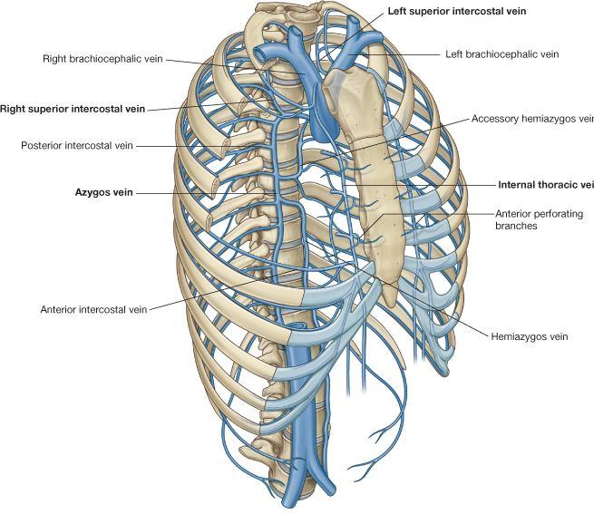 Şekil 1.2 Toraks bölgesi venleri 1.1.3. Göğüs Bölgesi Kemikleri Toraks iskeleti sternum, kostalar, discus intervertebralis ve torakal vertebralardan oluşur.