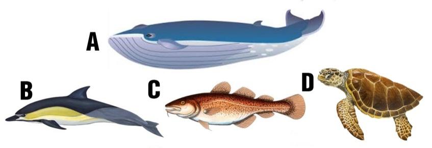 9. İllustrasiyada suda yaşayan onurğalı heyvanlar verilib.
