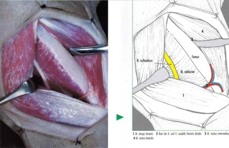 49 hemen altından deri altı yağ dokusu ve fasya superficialis ensize edildi. Fasya lata, M.biceps femorisin kranial kenarından operasyon yarası boyunca ensize edildi ve M.biceps femoris kaudale, M.