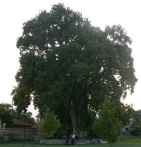 Yer: Edirne Karaağaç