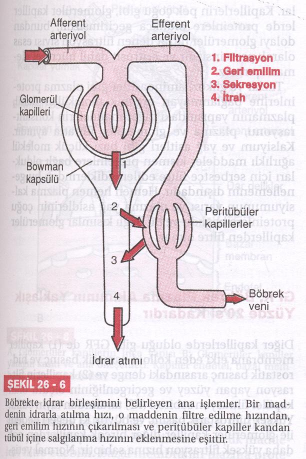 Böbrek Fonksiyon Teorisi: Glomerüler