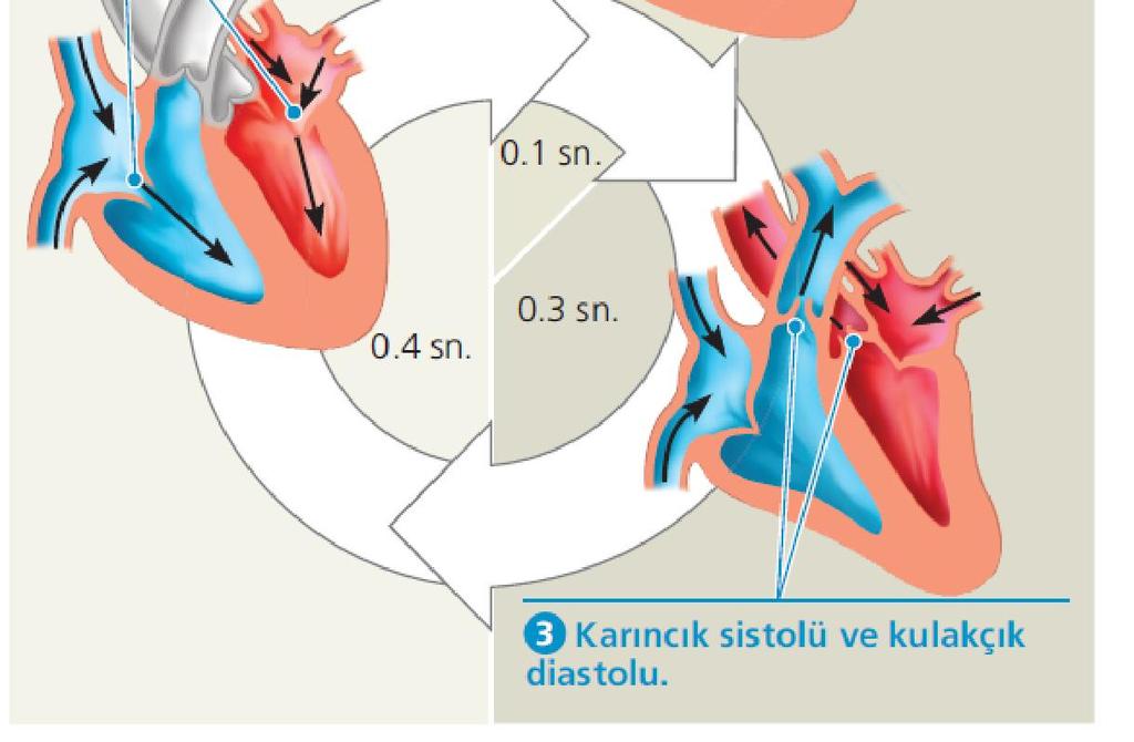 Ventrikül sistolü ve atrium diastolu: Ventrikül kasılması sonucu