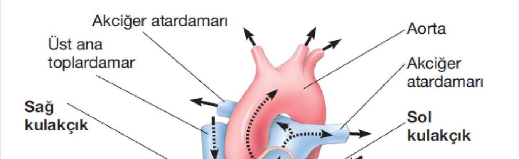 Kardiyovasküler sistem Kalp