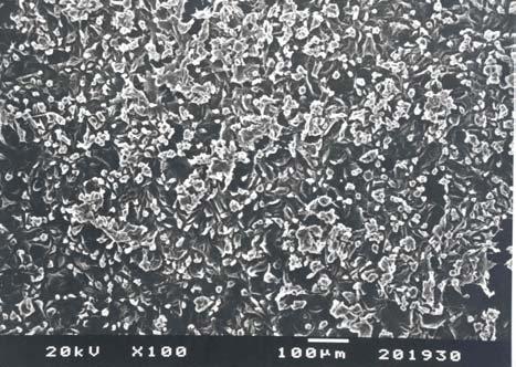 3. Grup: KYD + Sitrik Asit uygulanan yüzeylerde çok tabakalı yoğun hücreler izlendi.