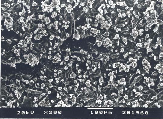 Şekil 29. KYD + T-HCl uygulanan yüzeyde tabakalar halinde yoğun hücrelerin görüntüsü. 6. Grup: KYD + T-HCl + PDGF-BB uygulanan yüzeylerde hücresiz alanların daha fazla olduğu izlendi.