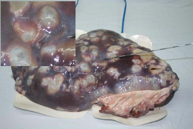 karaciğerinin görünümü(sol